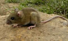 Hantavirus: confirman una nueva víctima fatal y ya son tres en PBA