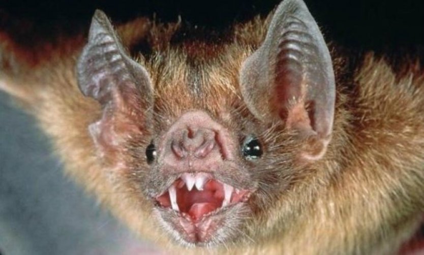 Alerta ante la aparición de murciélagos con rabia