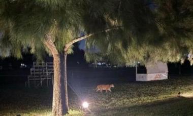 Volvió a aparecer un puma en un barrio cerrado de Pilar