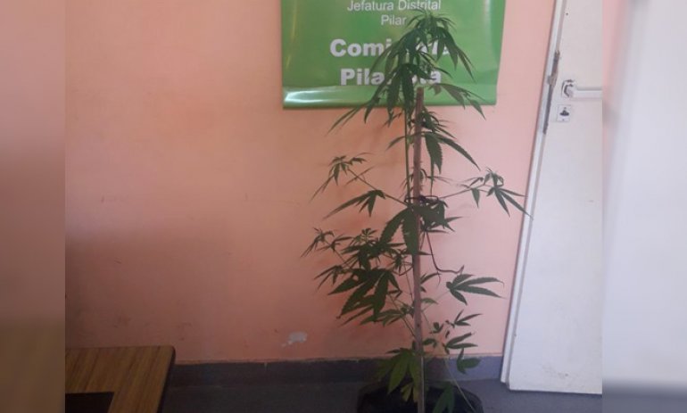 Detienen a un hombre que transitaba por la calle con una planta de marihuana