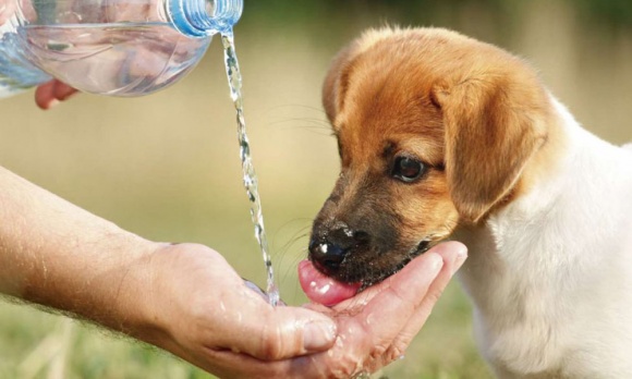 El calor, un factor poco reconocido en el bienestar animal