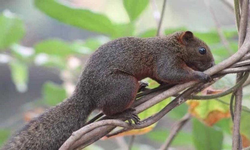 Alertan por una invasión de ardillas de vientre colorado