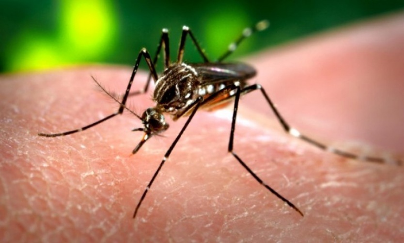 Salud aclaró que “no hay brote” de dengue en Pilar: “Los casos son importados”