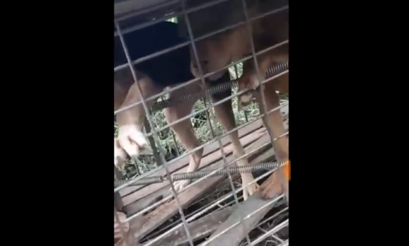 Video - Denuncian que en una quinta encierran perros: temen que sea para comerlos