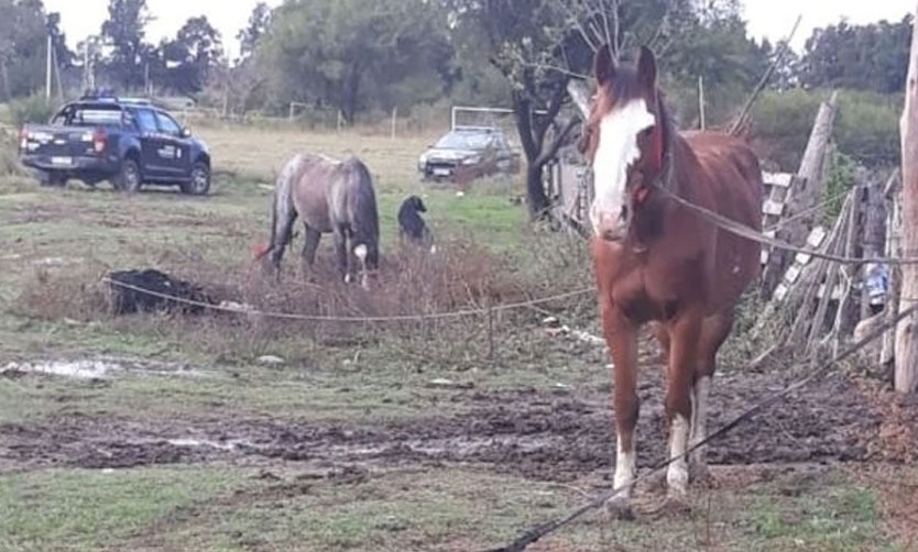 Banda robaba caballos, los faenaba y vendía la carne en supermercados de Pilar