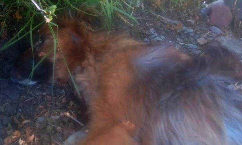Piden ayuda urgente para atender a un perro gravemente herido en Villa Verde