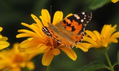 Cómo lograr que tu jardín se llene de mariposas en esta primavera