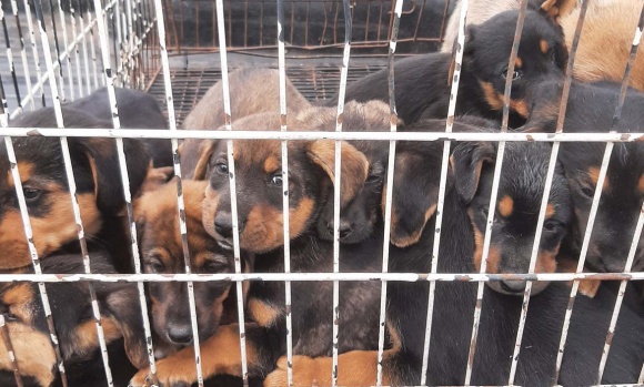 Rescatan 15 cachorros que fueron abandonados en un descampado