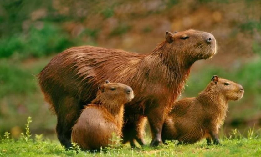 La Justicia suspendió la reubicación de los carpinchos de Nordelta