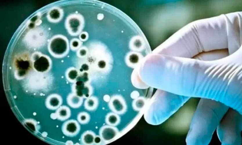 Advierten por casos de Streptococcus pyogenes; una bacteria peligrosa