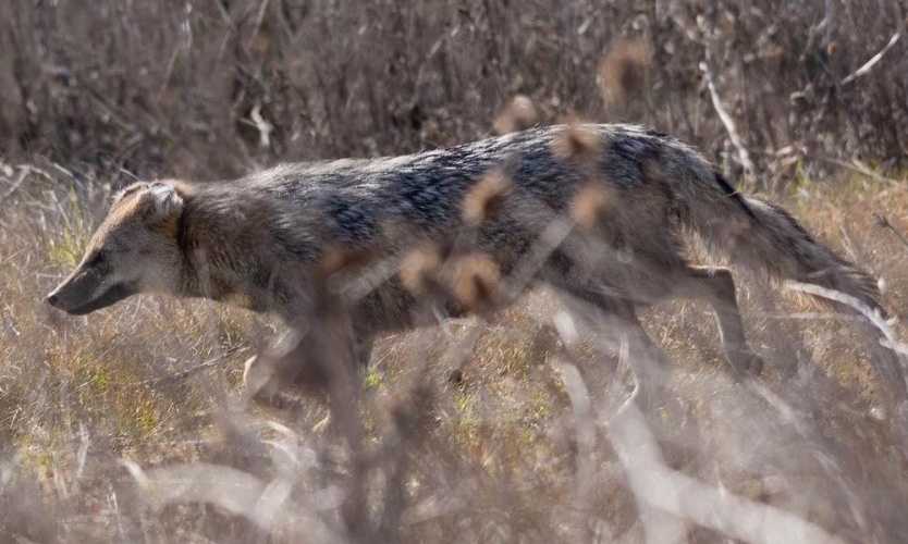 Liberan especies autóctonas en el predio de la Reserva Natural de Pilar