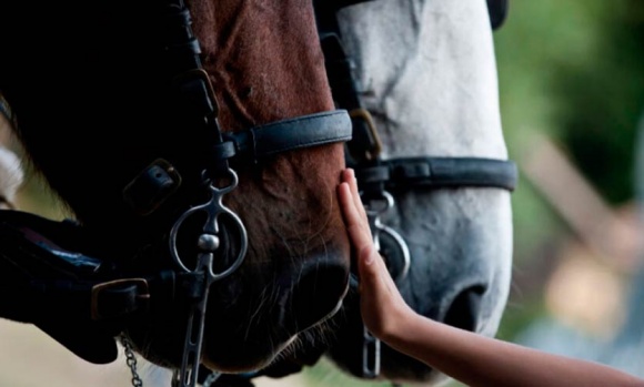 La Policía de Pilar desbarató una banda que robaba caballos de polo