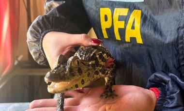 La Policía Federal allana una quinta y secuestra especies protegidas