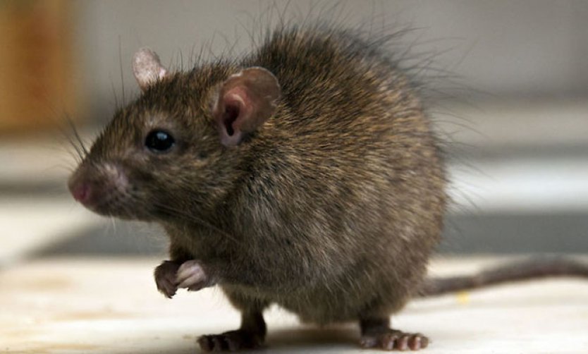 Insólito: Con una rata, ladrones intentaron asustar a una comerciante para poder robarle