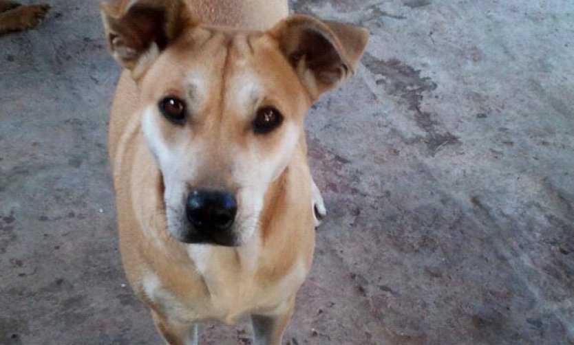 Refugio de perros en Pilar necesita ayuda tras el devastador temporal