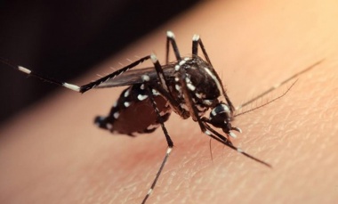 Dengue en aumento: vacuna y otras formas de prevención