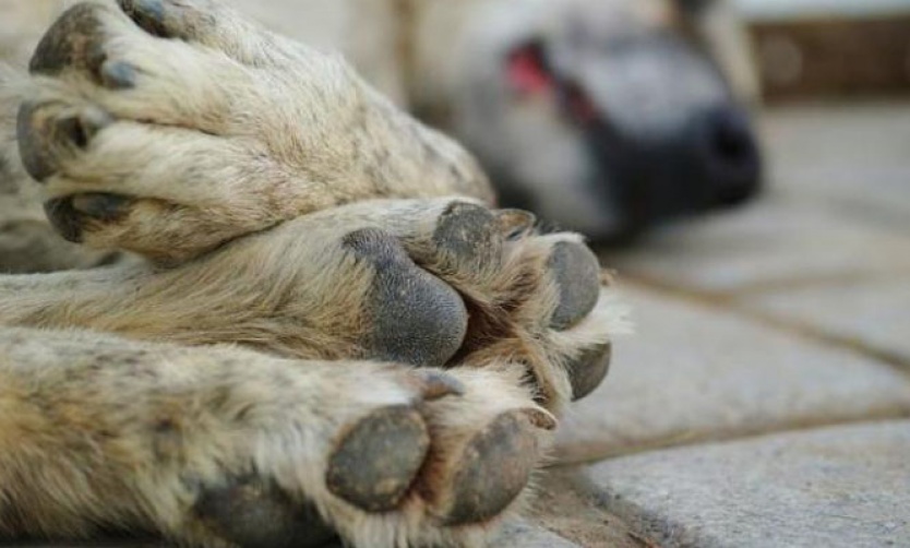 Matanza de perros en Pilar: les dieron carne envenenada