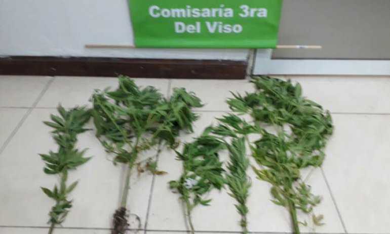 Detienen a tres personas con plantas de marihuana