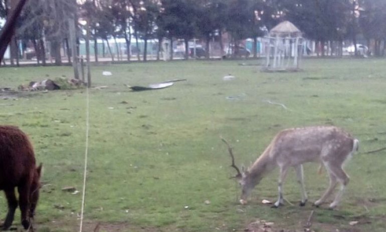 Denuncian a una granja por presencia de animales en condiciones deplorables