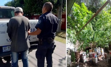 Desbaratan vivero de marihuana y detienen a un sujeto