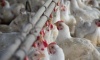 Argentina vuelve a exportar productos aviares a Emiratos Árabes y Sudáfrica