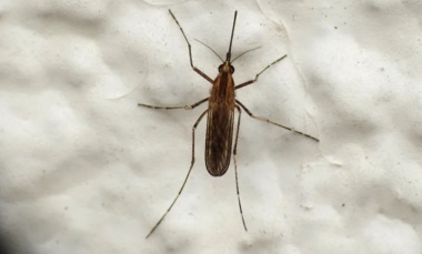 Los mosquitos que invaden el AMBA son de la especie que transmite la encefalitis equina