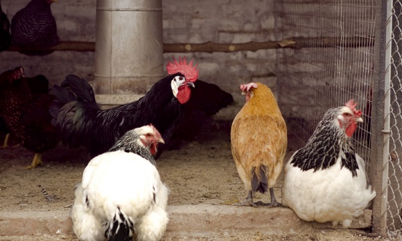 Confirman un nuevo caso de gripe aviar en Pilar y ya son 23 en la provincia